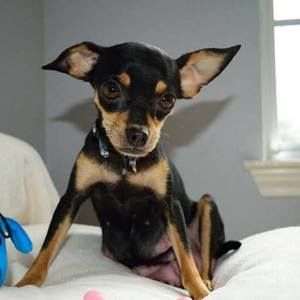 Meet your Posher, Sid